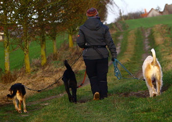 Dogwalker